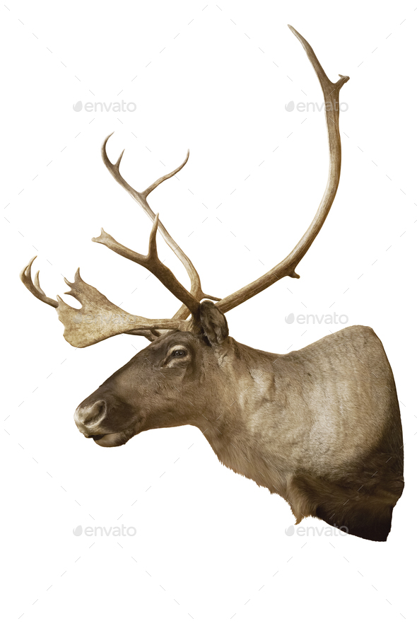 Caribou head and shoulders mount isolated on white Stock Photo by